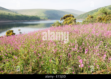 Meldon Reservoir im Dartmoor National Park, die Teile des Südwestens mit Trinkwasser versorgt Stockfoto