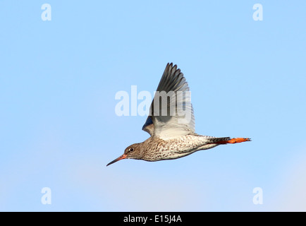 Nahaufnahme von einer eurasischen gemeinsame Rotschenkel (Tringa Totanus) im Flug Stockfoto