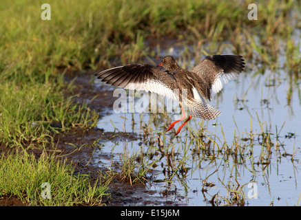 Europäischen gemeinsamen Rotschenkel (Tringa Totanus) im Flug, Landung in Feuchtgebiete, Norden der Niederlande Stockfoto