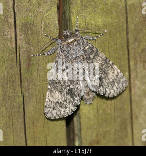 Nahaufnahme einer Pappel grau Moth (Subacronicta Megacephala) Stockfoto