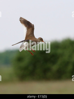 Nahaufnahme von einer eurasischen gemeinsame Rotschenkel (Tringa Totanus) im Flug über den Boden Stockfoto