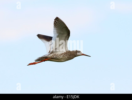 Nahaufnahme von einer eurasischen gemeinsame Rotschenkel (Tringa Totanus) im Flug Stockfoto