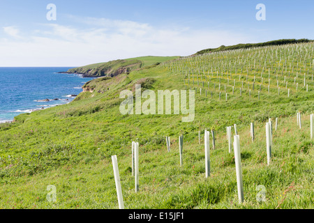 Neu gepflanzte Bäume direkt entlang der Küste in der Nähe von Portscatho in Cornwall Stockfoto