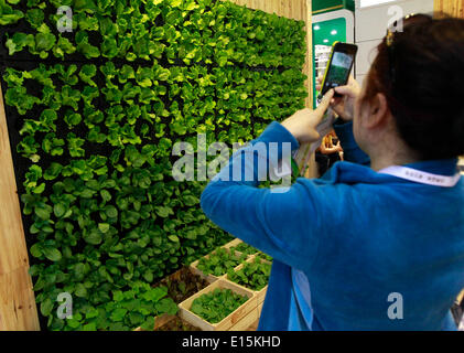 Shanghai, China. 23. Mai 2014. Ein Besucher nimmt Fotos von der angezeigten Bio-Gemüse auf der 8. International Organic Trade Fair and Conference (BioFach China) in Shanghai, Ost-China, 23. Mai 2014. Die Bio Messe, die am Donnerstag begann, zog mehr als 300 Aussteller aus 16 Ländern und Regionen. © Ding Ting/Xinhua/Alamy Live-Nachrichten Stockfoto