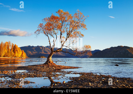 Herbstlandschaft, Lake Wanaka, Neuseeland Stockfoto