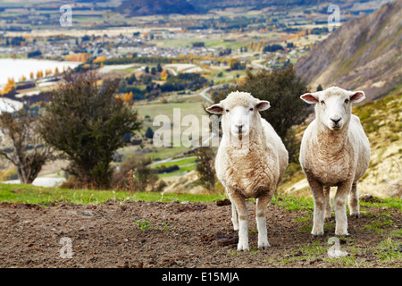 Weidenden Schafen, Mount Roys, Wanaka, Neuseeland Stockfoto