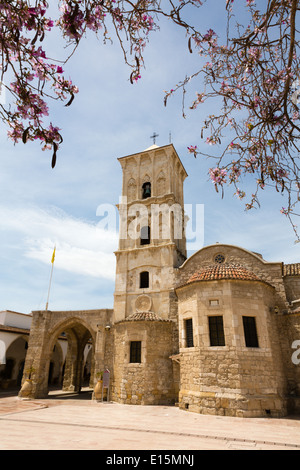 Agios Lazarus Kirche mit Johannisbrot-Blüte, Larnaca, Zypern Stockfoto