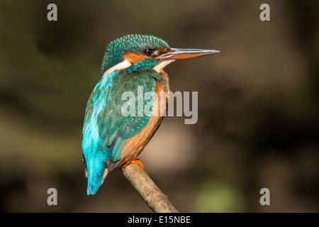 Eisvogel weibliche Alcedo atthis Stockfoto