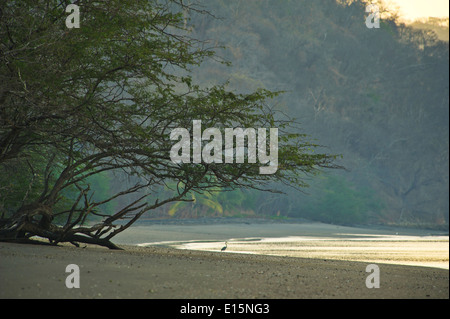 Schwarzen Sand Strand von Papagayo Bay. Stockfoto