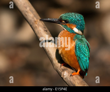 Eisvogel-Männchen in der Sonne Stockfoto