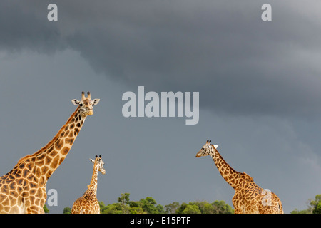 Drei Masai Giraffen (Giraffa Plancius Tippelskirchi) zu Fuß mit einem dunklen Himmel im Hintergrund. Stockfoto