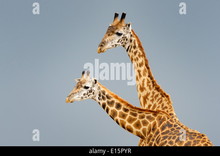 Männliche und weibliche Masai Giraffe (Giraffa Plancius Tippelskirchi) während der Balz mit dunklen Himmel im Hintergrund. Stockfoto