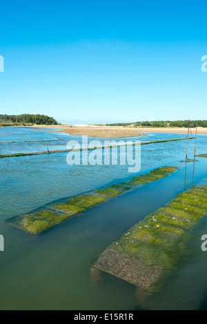 Talmont Saint-Hilaire (Departement Vendée): Oyster Bed Stockfoto