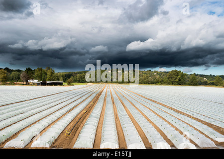 Gemüseanbau in der Gegend von Nantes (Loire - Atlantique Abteilung) Stockfoto