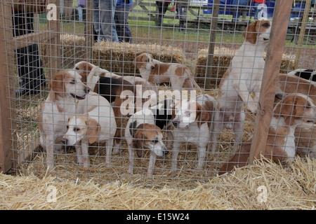 Meute Beagles Fuchsjagd Hunde in einen Stift an Devon County Show Exeter UK Stockfoto