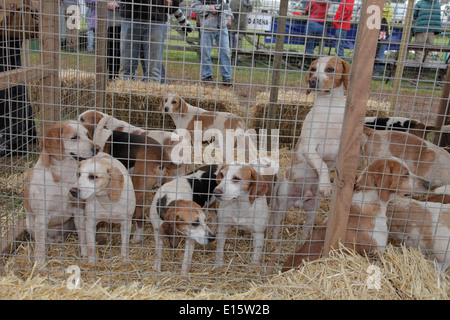 Meute Beagles Fuchsjagd Hunde in einen Stift an Devon County Show Exeter UK Stockfoto