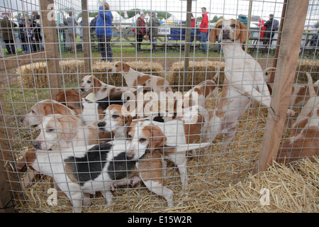 Meute Beagles Fuchsjagd Hunde in einen Stift an Devon County Show Exeter UK Stockfoto