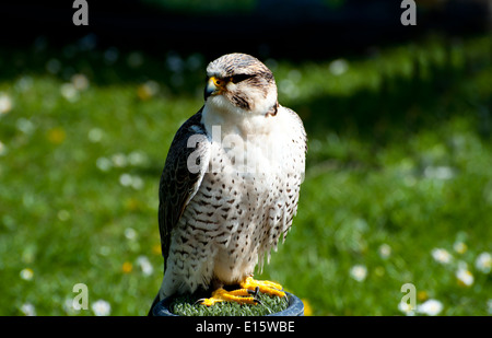 Schöne Falco Peregrinus auf grünem Hintergrund Stockfoto
