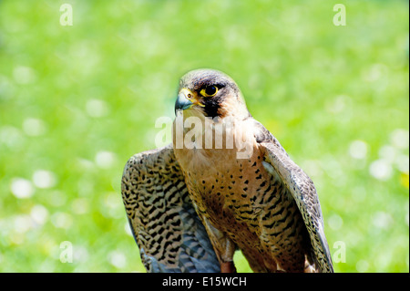 Schöne Falco Peregrinus auf grünem Hintergrund Stockfoto
