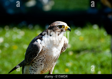 Schöne Falco Peregrinus auf grünem Hintergrund Stockfoto
