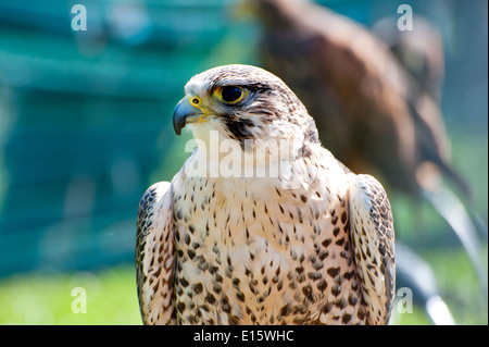 Schöne Falco peregrinus Stockfoto