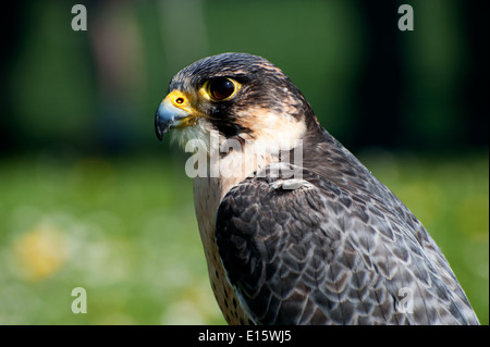 Schönes Porträt Falco Peregrinus auf grünem Hintergrund Stockfoto