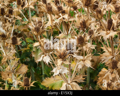 Eryngium Giganteum oder riesigen Meer Holly Stockfoto