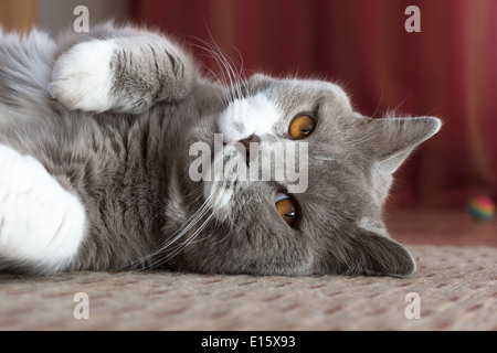 kleine Schönheit - British Kurzhaarkatze spielen Stockfoto