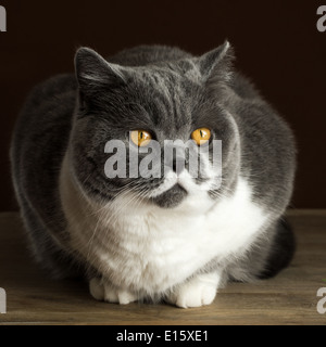 kleine Schönheit - britische Kurzhaarkatze Stockfoto