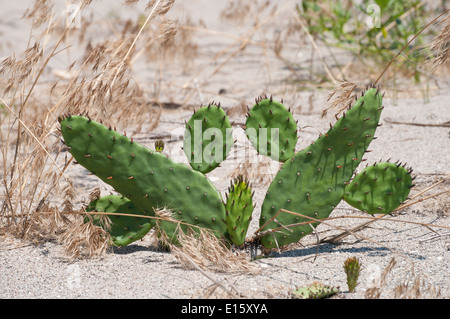 Östlichen Feigenkaktus (Opuntia Humifusa) wächst auf Sand Dünen an der Küste. Stockfoto