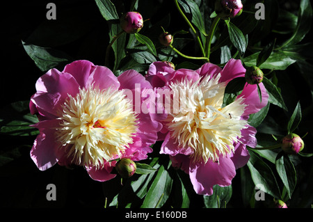 Rosa und gelbliche Pfingstrosen in einem Park. Stockfoto