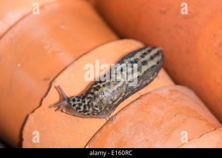 Leopard Slug, große graue Schnecke (Limax Maximus) Stockfoto