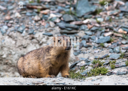 Murmeltier in seiner natürlichen Umgebung (aus der Region von Rumtse, Ladakh, Jammu und Kaschmir, Indien) Stockfoto