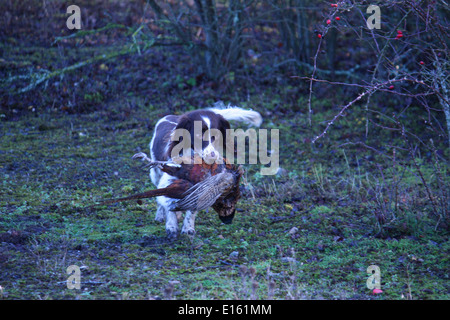Leber und weißen arbeiten Art Englisch Springer Spaniel Haustier Jagdhund tragen ein Fasan Stockfoto
