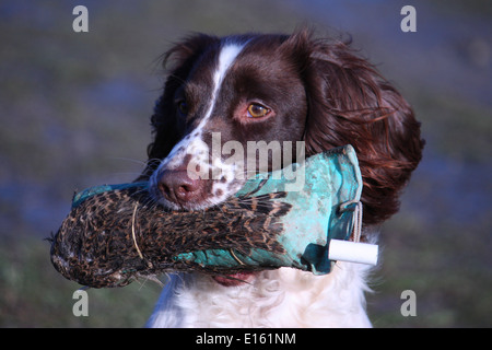 Leber und weißen arbeiten Art Englisch Springer Spaniel Haustier Jagdhund tragen ein Fasan Stockfoto