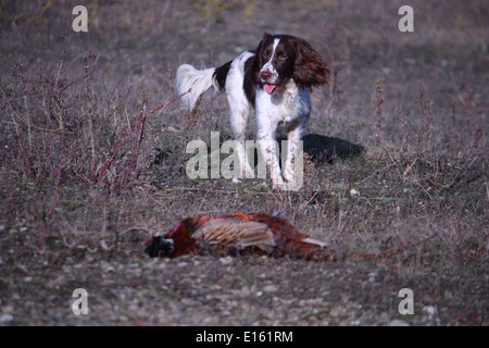 Leber und weißen arbeiten Art Englisch Springer Spaniel Haustier Jagdhund tragen ein Fasan Stockfoto