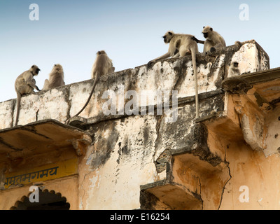 Indien, Rajasthan, Udaipur, Chandpole, grau-Hanuman-Languren Affen Semnopithecus Entellus auf den Aufbau von Dach Stockfoto