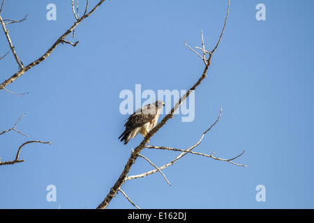 Swainson der Falke (Buteo Swainsoni) ruhen in den Bäumen, bunten Vogel gegen blauen Himmel. Stockfoto