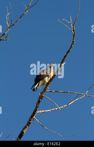 Swainson der Falke (Buteo Swainsoni) ruhen in den Bäumen, bunten Vogel gegen blauen Himmel. Stockfoto