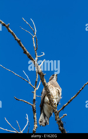 Swainson der Falke (Buteo Swainsoni) ruhen in den Bäumen, bunten Vogel gegen blauen Himmel. Stockfoto