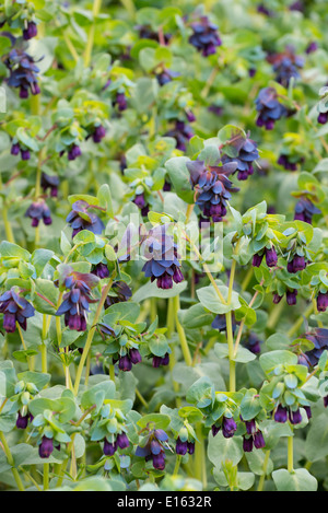 Cerinthe major 'Purpurascens' Stockfoto