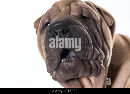 chinesische Shar-pei Kopf Porträt isoliert auf weißem Hintergrund Stockfoto
