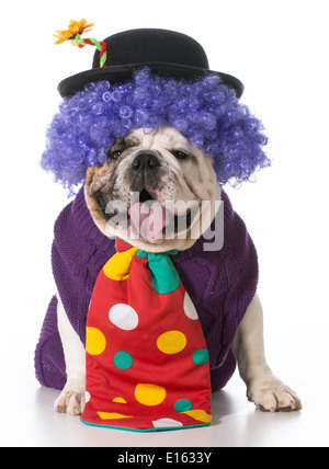 dumme Hund trägt Clownskostüm auf weißem Hintergrund Stockfoto