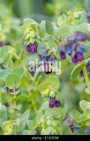 Bumble Spp Fütterung auf Cerinthe major 'Purpurascens' Stockfoto