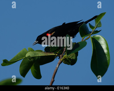 Männliche Rotschulterstärling auf einem Baum Longieren nach vorne Stockfoto