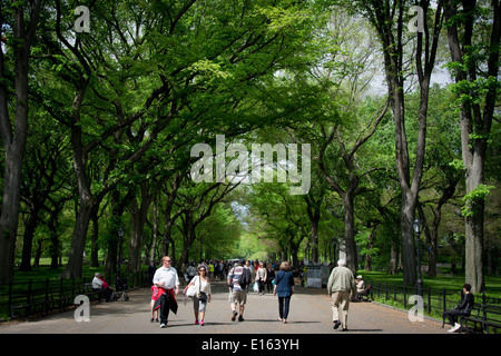 Der literarischen Spaziergang Abschnitt der Mall im New Yorker Central Park ist eine Promenade, gesäumt von riesigen amerikanischen Ulmen. Stockfoto