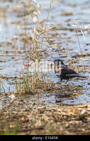 Rotschulterstärling (Agelaius Phoeniceus) bunte Männchen Wandern Küste und auf der Suche nach, mit seinen bunten schwarzen und roten Körper Stockfoto