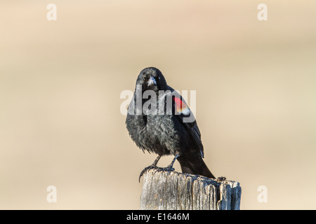 Rotschulterstärling (Agelaius Phoeniceus) männlich auf Zaunpfosten mit seinem bunten schwarzen und roten Körper sitzen Stockfoto