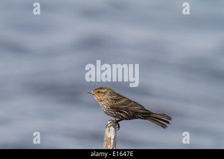 Rotschulterstärling (Agelaius Phoeniceus) weiblich auf Schilf in der Sonne sitzen. Stockfoto