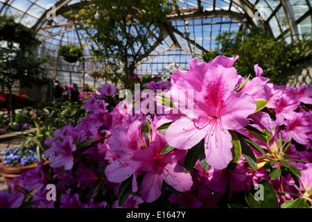 Azaleen in voller Blüte, Frühling Blumenschau, Lincoln Park Conservatory. Chicago, Illinois Stockfoto